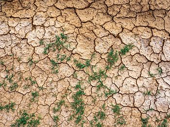 Klimafolgen_Dürre_trockenes Feld