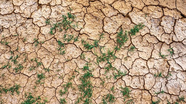 Klimafolgen_Dürre_trockenes Feld