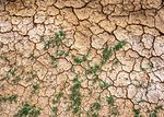 Klimafolgen_Dürre_trockenes Feld