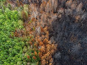Klimafolgen_Wald nach Brand
