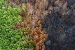 Klimafolgen_Wald nach Brand