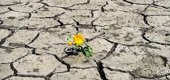 Boden vertrocknet Blume Klimawandel