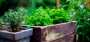 Mehr als Gemüsebeet und Gesundheitsförderung: Office Gardening