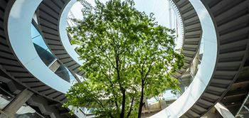 Kreislauf Treppe Baum