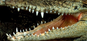 Krokodil von Lacoste verdrängt markenrechtlich andere Reptilien