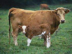 Kuh mit Kalb auf Wiese