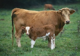 Kuh mit Kalb auf Wiese