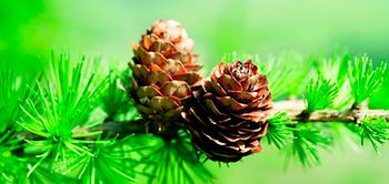 Lärchenzapfen