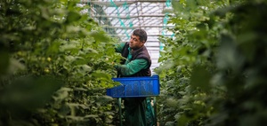 Mindestlohn für Saisonarbeiter: Was ist anrechenbar?