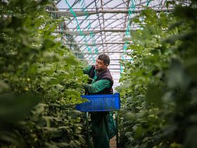 Landwirtschaft Saisonarbeit Saisonarbeiter Ernte Erntehelfer