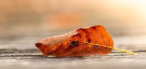 Herbstlaub: Verkehrssicherungspflicht, Haftung, Bußgelder