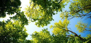 Laubbäume im Wald mit Licht