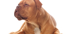 Dauer-Unterbringung eines Problemhundes: Kein Spendenabzug