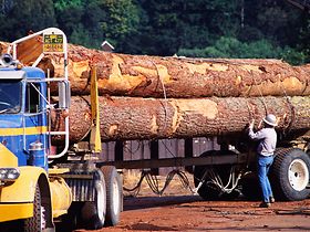 LKW Holz Ladung