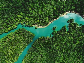 Luftaufnahme einer Flussmündung in einem Mangrovenwald