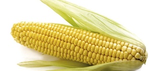 EU hat Bayer-Fusion mit dem Saatgut-Hersteller Monsanto genehmigt
