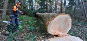 Unfälle im Wald: Herausforderungen durch den Klimawandel