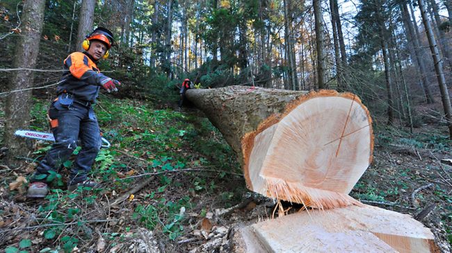 Mann mit Motorsäge hat Baum gefällt