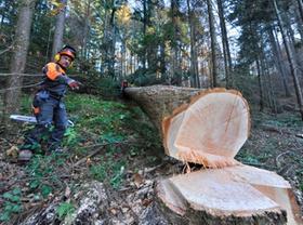 Forstwirtschaft: Sicherheit bei der Waldarbeit, Arbeitsschutz