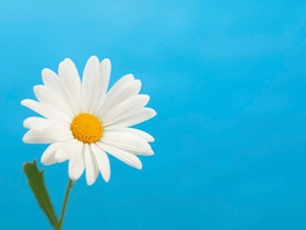 Margeritenbluete, blauer Hgr.