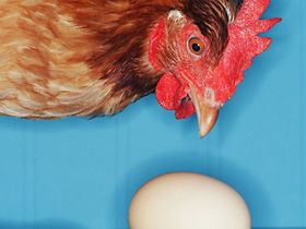Mathematisches Denken: Das Huhn und das Ei