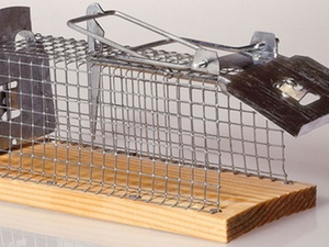 Vogelhaltung im Haftraum bei Untersuchungshaft