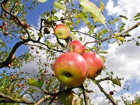 Meissenheim Herbst Feature Apfel Apfelbaum