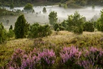 Lueneburger Heide mit Nebel, BRD
