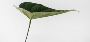 Nachhaltigkeit: „Steuerberater können motivieren“