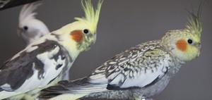 UWG: Bei Lockvogelangebot über mangelnden Vorrat informieren