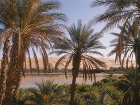 Oase, Palmen, Mandara-See, Sahara, Libyen