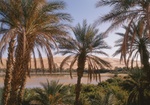 Oase, Palmen, Mandara-See, Sahara, Libyen