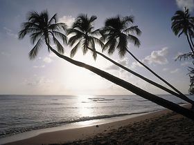 Palmenstrand, Barbados, drei Palmen, Gegenlicht