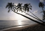 Palmenstrand, Barbados, drei Palmen, Gegenlicht
