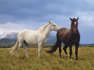 Pferdezuchtbetrieb: Keine Einheitsbewertung im Einzelertragswert