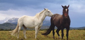 Abzugsverbot für Aufwendungen für Pferde