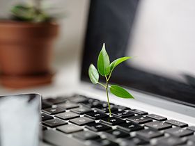 Pflanze im Laptop