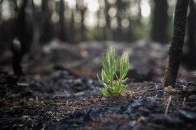 Pflanze wächst wieder nach Waldbrand