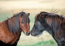 Ponys, zwei, Portraet