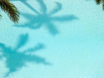 Pool mit Palmen Schatten