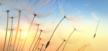 Pusteblume Sonnenlicht