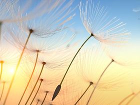 Pusteblume Sonnenlicht