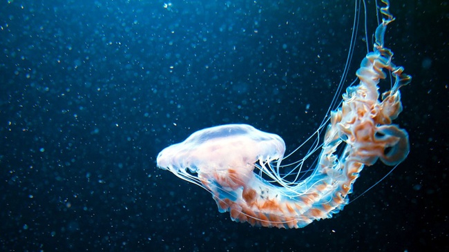 Meeresschutzabkommen tritt in Kraft - „historischer Tag“