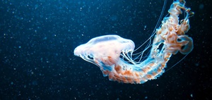 Meeresschutzabkommen tritt in Kraft