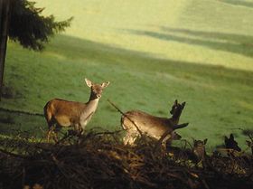 Rehe, zwei, am Waldrand