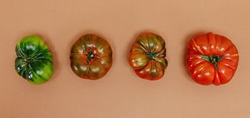 Reifegrad Tomaten