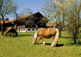 Pferde auf Wiese vor Bauernhof, Fruehling