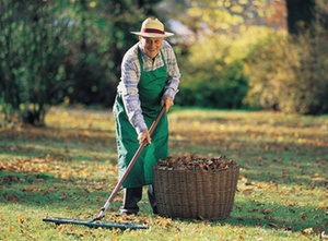 Gesundheitstipp: Bei der Gartenarbeit verletzungsfrei