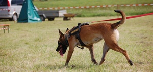Linksabbiegerin kollidiert mit Einsatzfahrzeug in Vollalarm