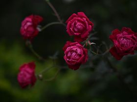 Rosen